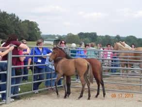 Attendees viewing horses in an area