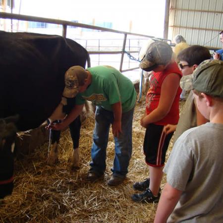 Shatto Dairy employee showing kids how to milk a cow